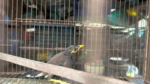 Gray and Yellow Parrot Perched on Cage Bar in Indoor Urban Setting with 库存影片 335446753