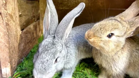 Gray and yellow rabbits Stock Footage 196893552