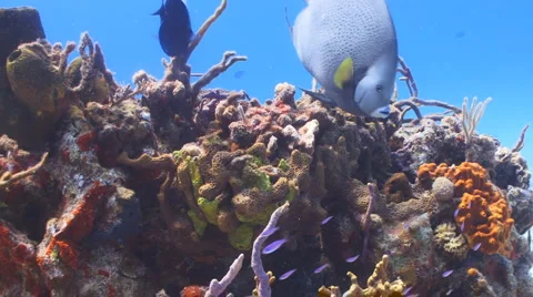 Gray Angelfish, diver and reef Vidéo 1102479