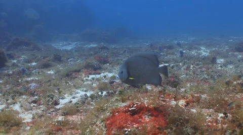 Gray Angelfish I Vidéo 6178405