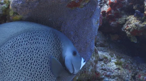 Gray Angelfish II Vidéo 6172762