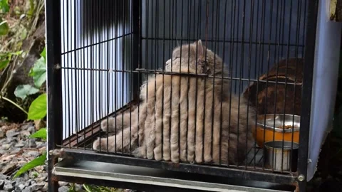 Gray Angora cat relaxing in a cage at a tourist spot in Indonesia Stock Footage 312579911