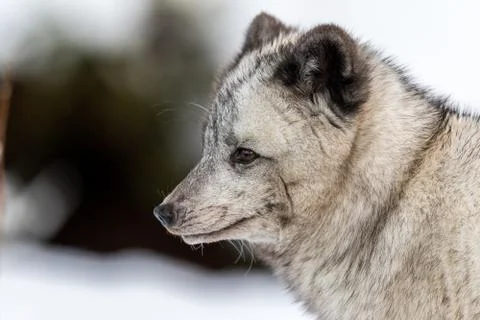 Gray arctic fox, female with winter fur, suspected to be a hybrid due to the Stock Photos