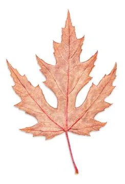 Gray autumn maple leaf isolated on white background Stock Photos