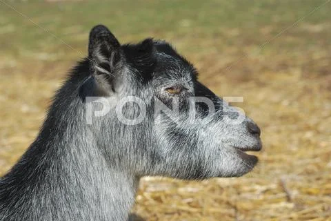 Gray baby boat laying on hay in enclosure Stock Photos