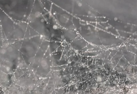 Gray background with bokeh, spider web with drops Stock Photos