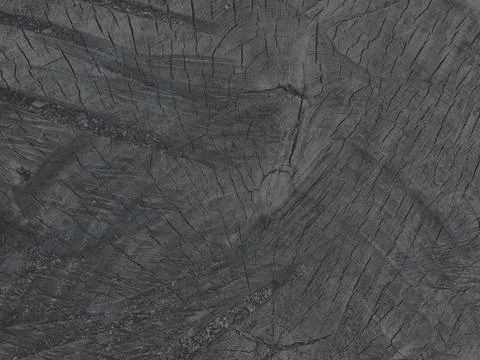 Gray background. Closeup of a Cross section of tree trunk. Cross sectional im Stock Photos