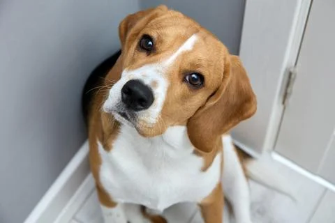 On gray background corner of room sits obedient beagle waiting for the command Stock Photos