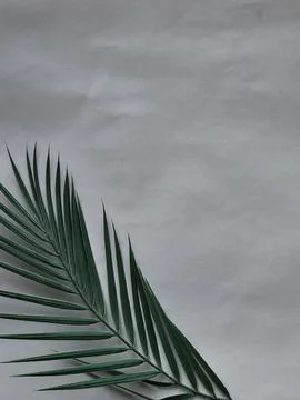 Gray background with green palm leaf Stock Photos