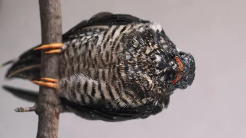 On a gray background, a lone yellow-mouthed cuckoo chick sits on a branch. Video stock 246966528