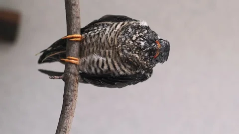 On a gray background, a lone yellow-mouthed cuckoo chick sits on a branch. Vídeos de archivo 246966963
