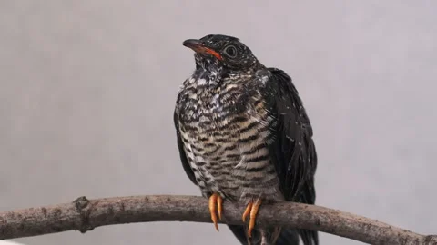 On a gray background, a lone yellow-mouthed cuckoo chick sits on a branch. Video stock 246967239