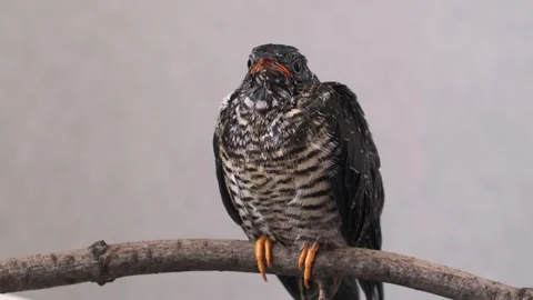 On a gray background, a lone yellow-mouthed cuckoo chick sits on a branch. Video stock 246967440