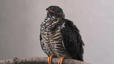 On a gray background, a lone yellow-mouthed cuckoo chick sits on a branch. Video stock 246967623