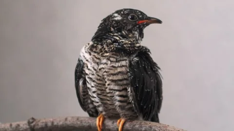 On a gray background, a lone yellow-mouthed cuckoo chick sits on a branch. Video stock 246968941
