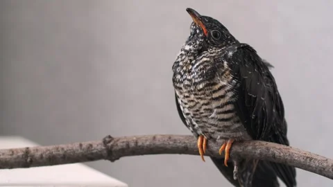 On a gray background, a lone yellow-mouthed cuckoo chick sits on a branch. Video stock 246969123