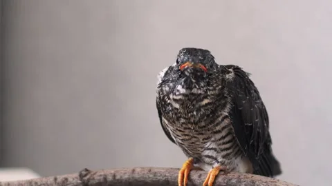On a gray background, a lone yellow-mouthed cuckoo chick sits on a branch. Video stock 246969344