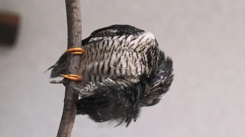 On a gray background, a lone yellow-mouthed cuckoo chick sits on a branch. Video stock 246969646