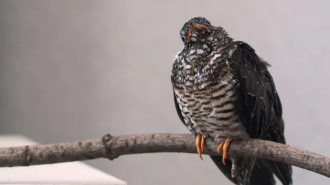 On a gray background, a lone yellow-mouthed cuckoo chick sits on a branch. Video stock 246969795