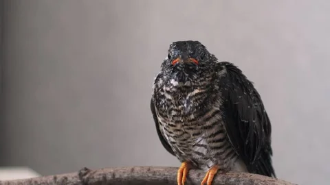 On a gray background, a lone yellow-mouthed cuckoo chick sits on a branch. Video stock 246969835