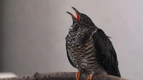 On a gray background, a lone yellow-mouthed cuckoo chick sits on a branch. Video stock 246969989