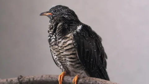 On a gray background, a lone yellow-mouthed cuckoo chick sits on a branch. Video stock 246970090