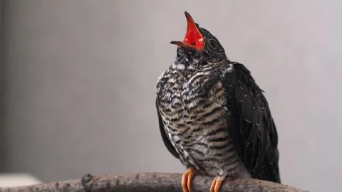 On a gray background, a lone yellow-mouthed cuckoo chick sits on a branch. Video stock 246970139