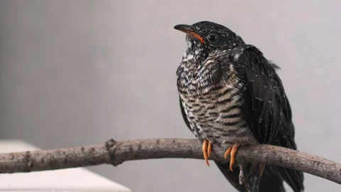On a gray background, a lone yellow-mouthed cuckoo chick sits on a branch. Video stock 246970207