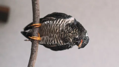 On a gray background, a lone yellow-mouthed cuckoo chick sits on a branch. Video stock 246970631