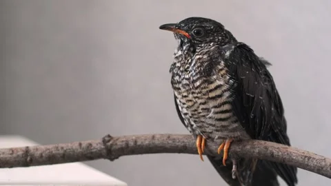 On a gray background, a lone yellow-mouthed cuckoo chick sits on a branch. Video stock 246971144