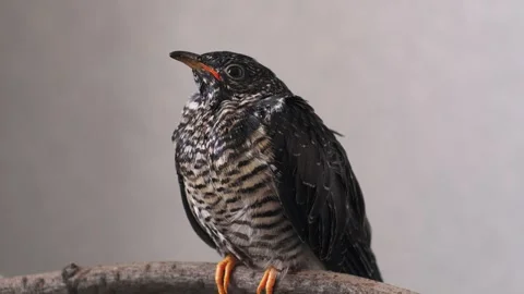 On a gray background, a lone yellow-mouthed cuckoo chick sits on a branch. Video stock 246971199