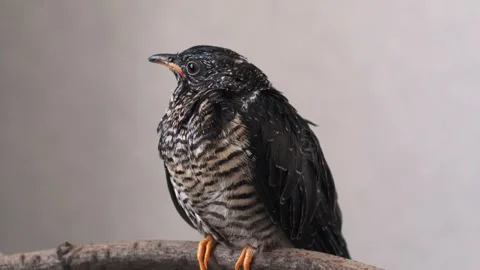 On a gray background, a lone yellow-mouthed cuckoo chick sits on a branch. Video stock 246971290