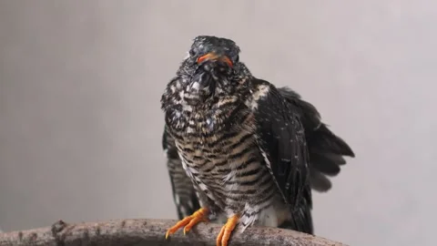 On a gray background, a lone yellow-mouthed cuckoo chick sits on a branch. Video stock 246971349