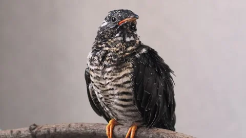 On a gray background, a lone yellow-mouthed cuckoo chick sits on a branch. Video stock 246971433