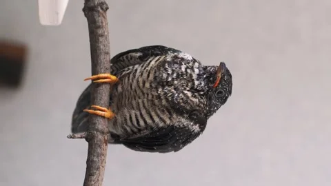 On a gray background, a lone yellow-mouthed cuckoo chick sits on a branch. Video stock 246971564