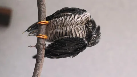 On a gray background, a lone yellow-mouthed cuckoo chick sits on a branch. Video stock 246971601