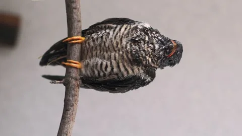 On a gray background, a lone yellow-mouthed cuckoo chick sits on a branch. Video stock 246971813
