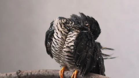 On a gray background, a lone yellow-mouthed cuckoo chick sits on a branch. Video stock 246971954