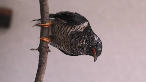 On a gray background, a lone yellow-mouthed cuckoo chick sits on a branch. Video stock 246972002