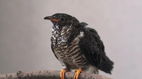 On a gray background, a lone yellow-mouthed cuckoo chick sits on a branch. Video stock 246972213