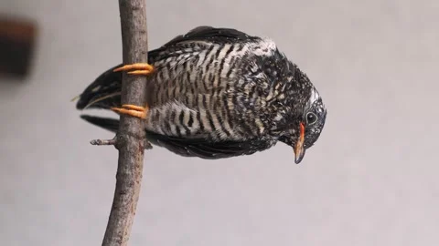On a gray background, a lone yellow-mouthed cuckoo chick sits on a branch. Video stock 246972455