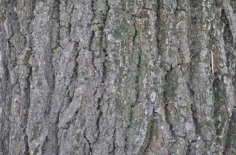 Gray background in the tree bark Stock Photos