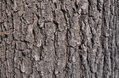 Gray background in the tree bark Stock Photos