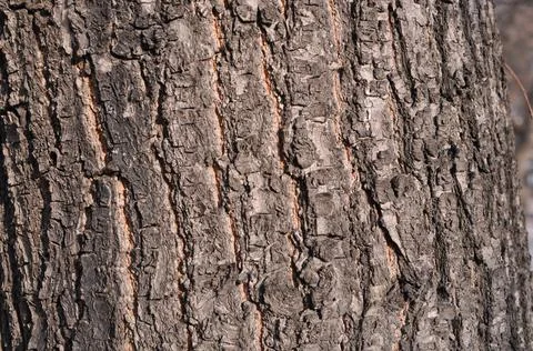 Gray background in the tree bark Stock-Fotos