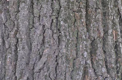 Gray background in the tree bark Stock Photos