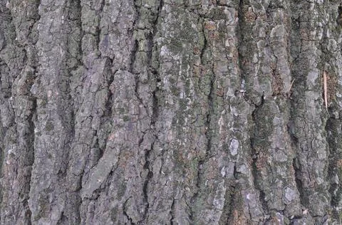Gray background in the tree bark Stock Photos