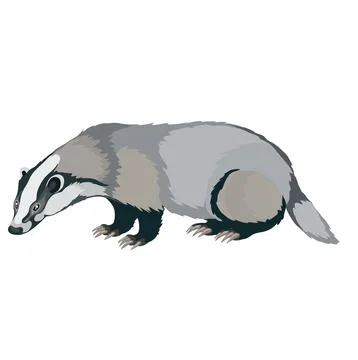 Gray badger stands sideways to us, isolated object on white background, vec.. Stock Illustration