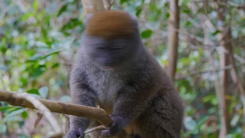 Gray Bamboo Lemur in trees Stock Footage 88592520