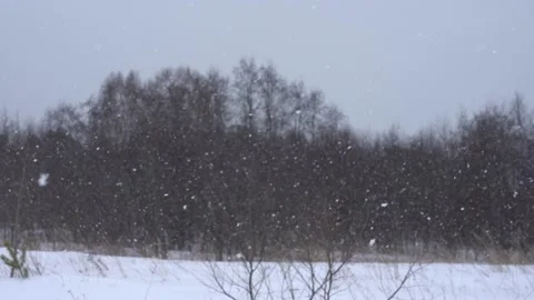 Gray bare treetops in winter. Snow falls in large flakes. Abstract gray natural Stock Footage 220331290
