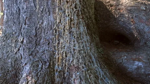 Gray bark of old pine coniferous tree on trunk in forest in sunny day. Stock Footage 278097265
